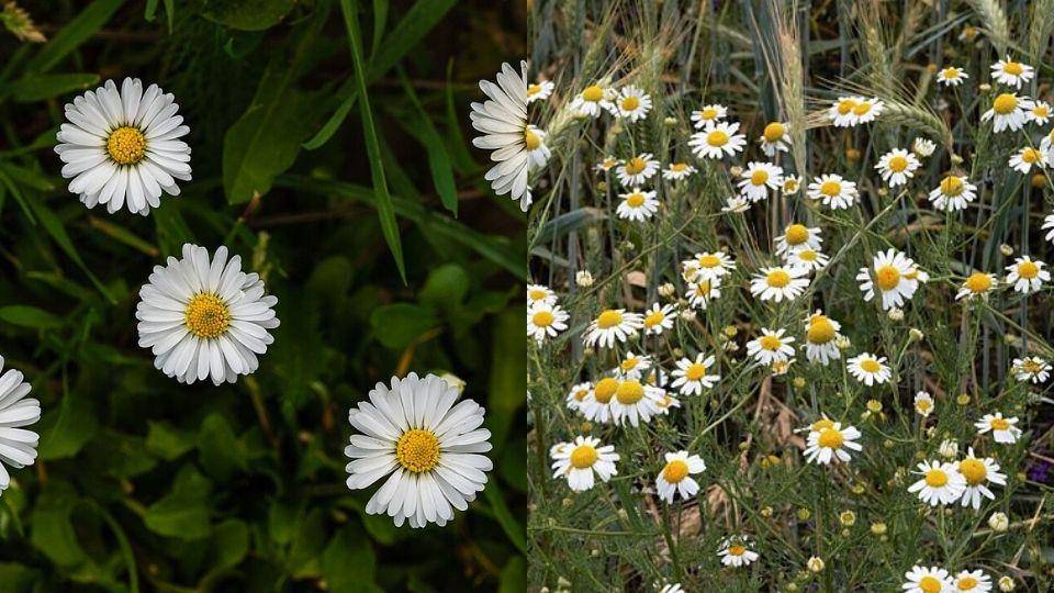 ilustrasi bunga daisy (wikimedia.org/Friedrich Haag) dan ilustrasi bunga chamomile (wikimedia.org/Johannes Maximilian)