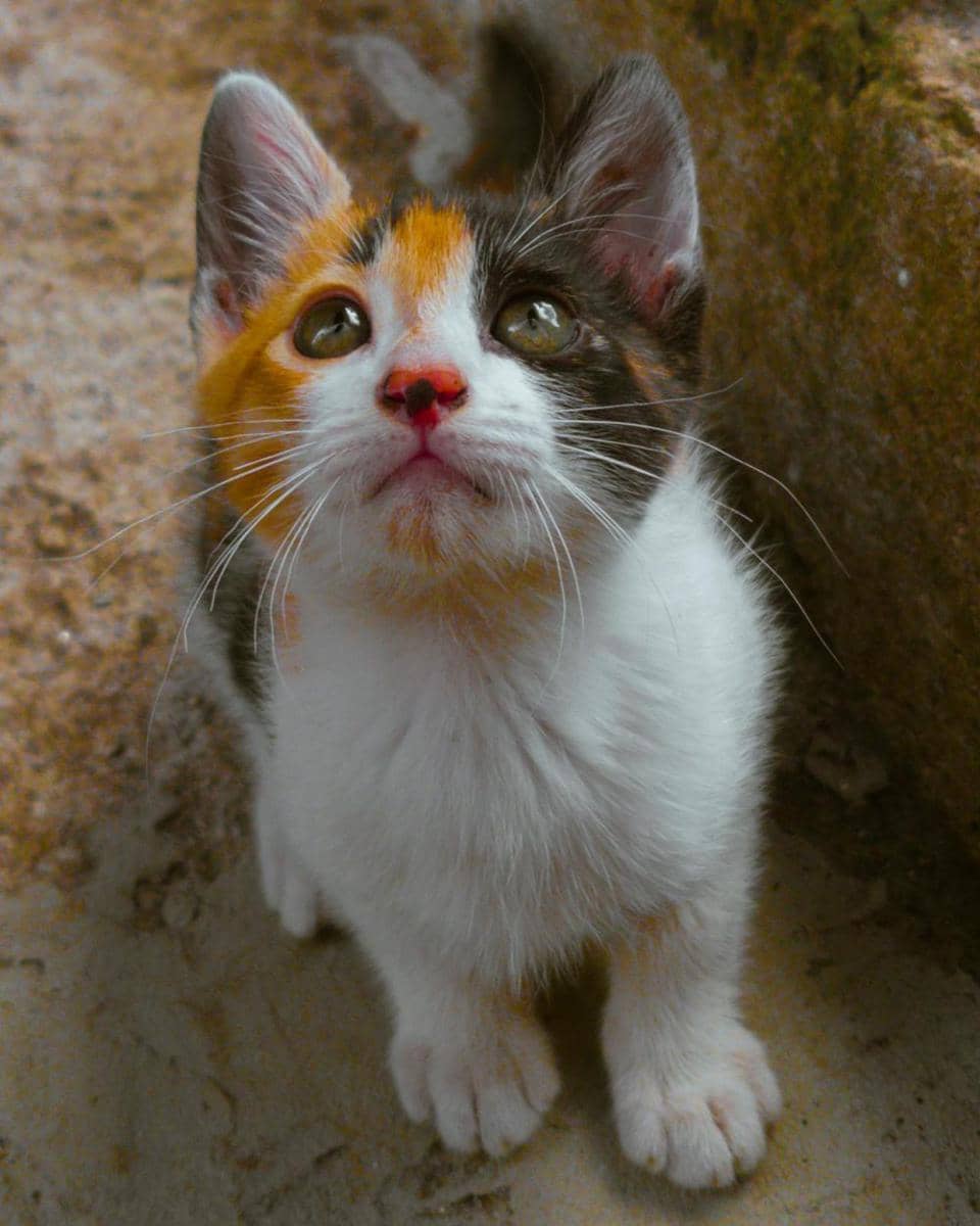 ilustrasi kucing wajah memelas (pexels.com/Bruno Curly)