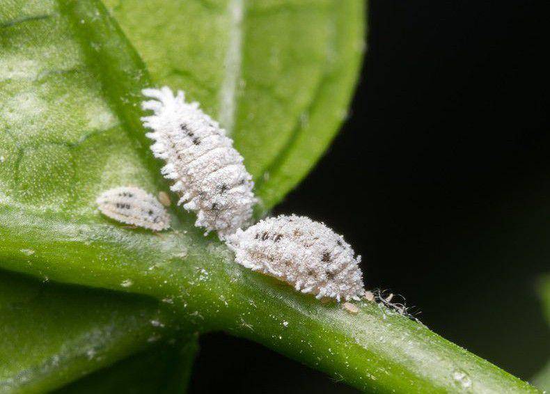 kutu putih atau mealybug (instagram.com/homesteadbrooklyn)