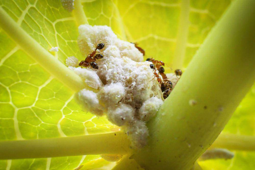 kutu putih atau mealybug (commons.wikimedia.org/MJN2000)