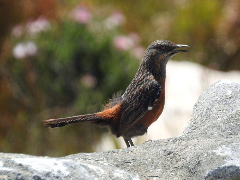 Cape rockjumper