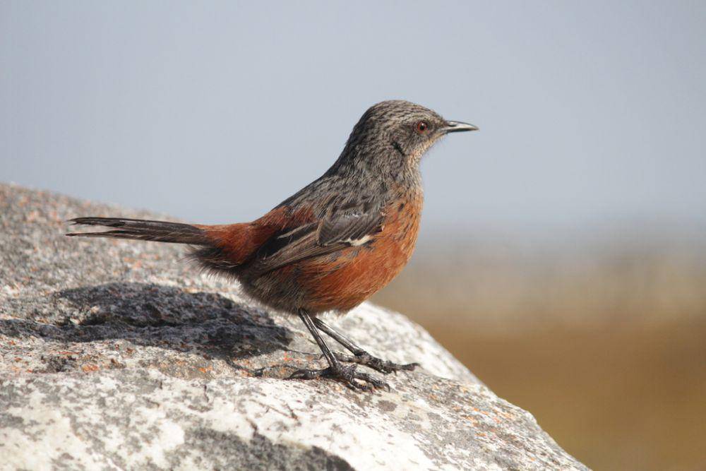 Cape rockjumper