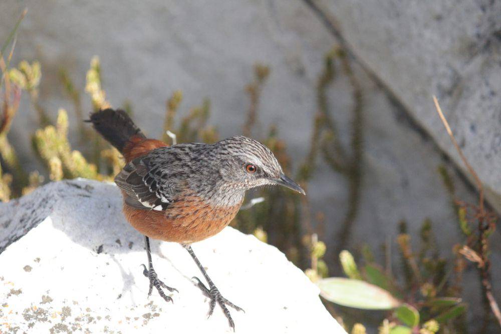 Cape rockjumper