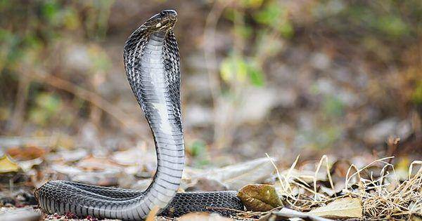 Thai spitting cobra (commons.wikimedia.org/Rushen)