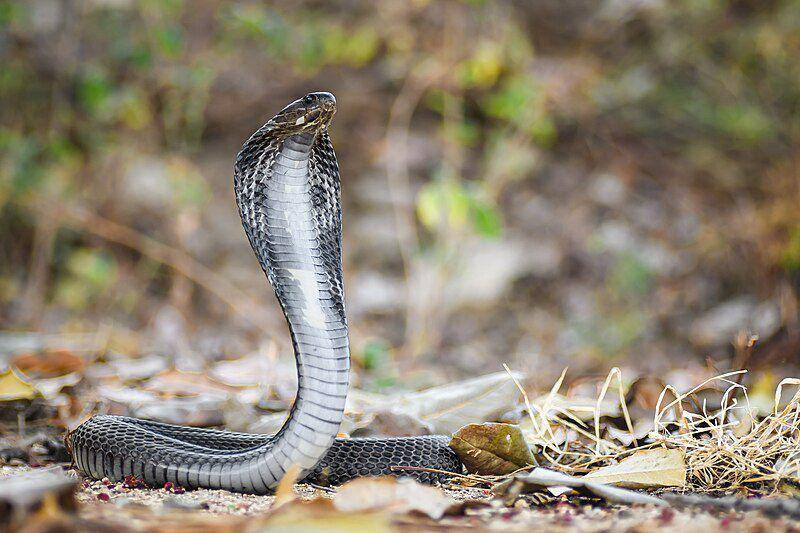 Thai spitting cobra (commons.wikimedia.org/Rushen)
