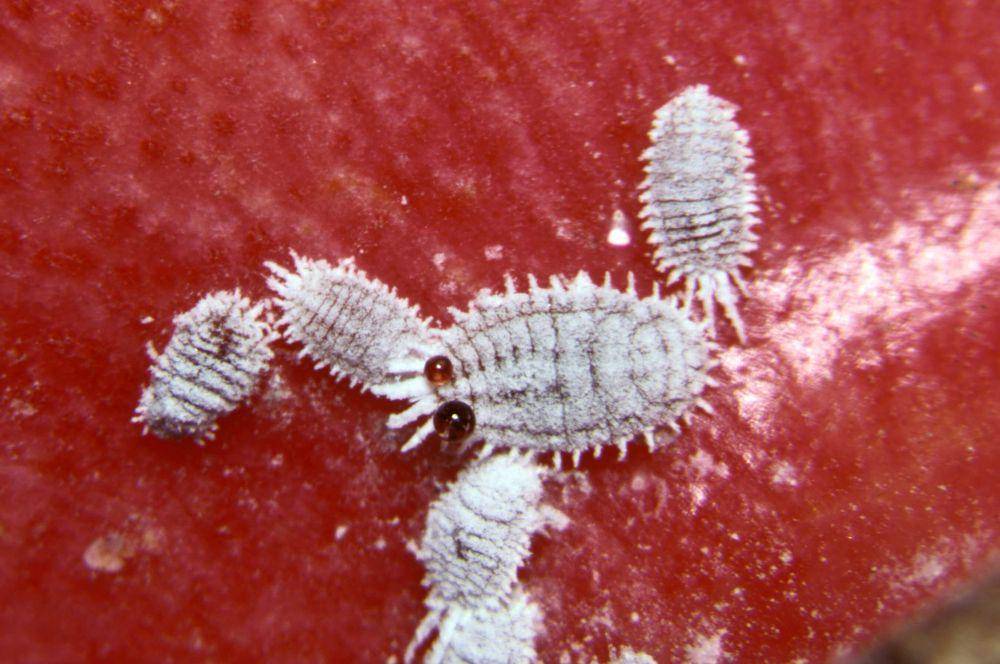 kutu putih atau mealybug (commons.wikimedia.org/MJN2000)