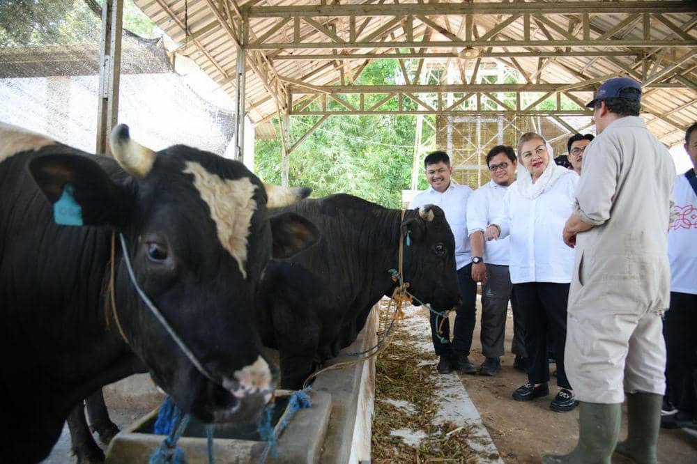 Kota Semarang Garap Potensi Budidaya Sapi Wagyu di Gunungpati