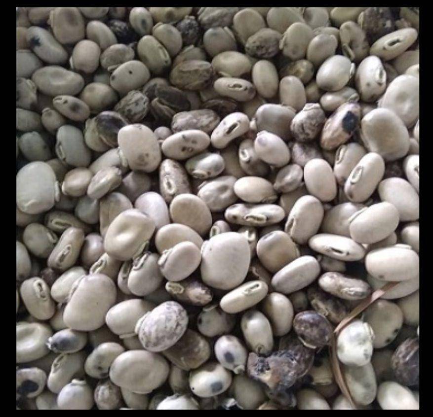 kacang koro