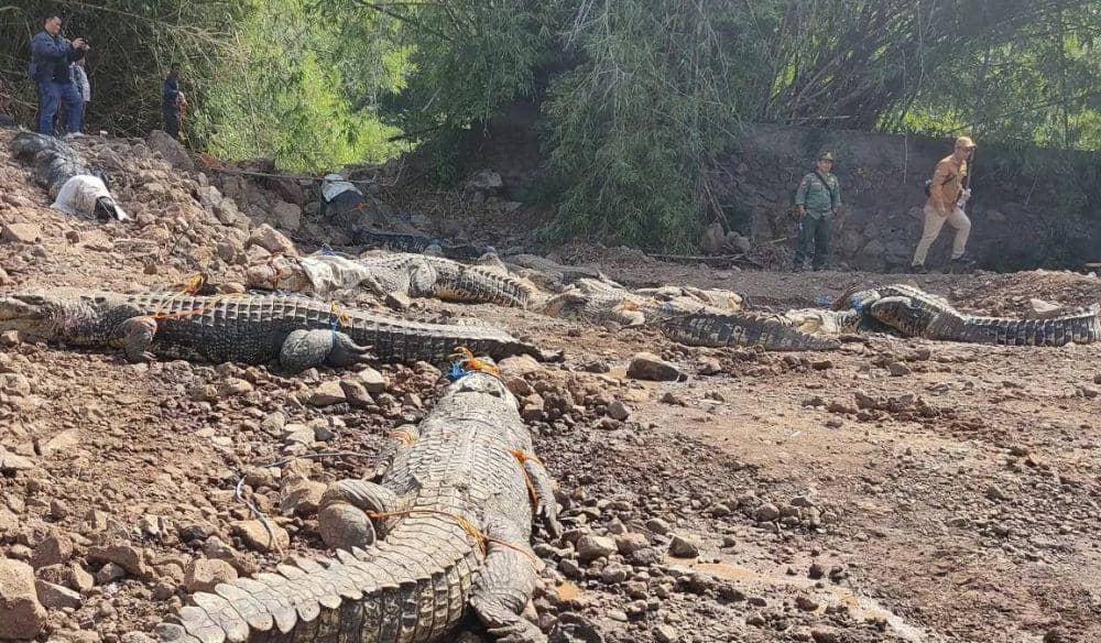 Petugas BKSDA kesulitan evakuasi 51 ekor Buaya