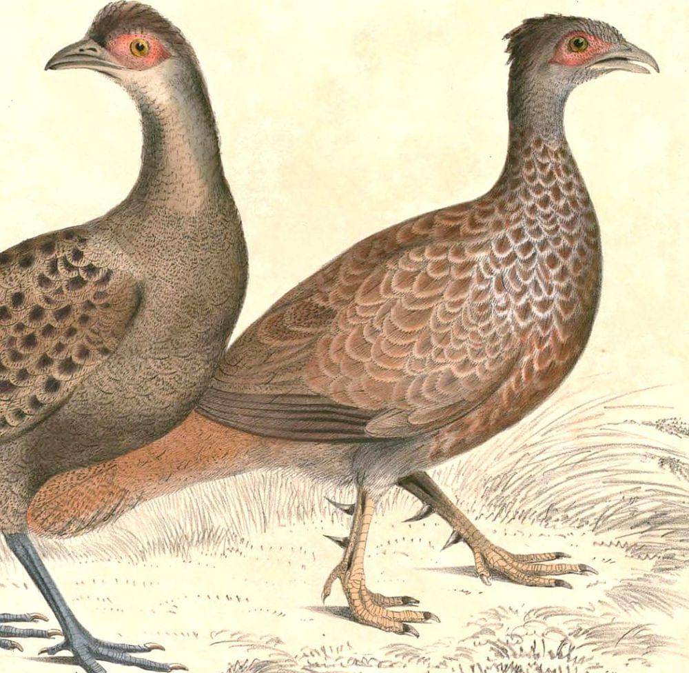 Ilustrasi spurfowl merah (commons.wikimedia.org/Thomas Hardwicke)