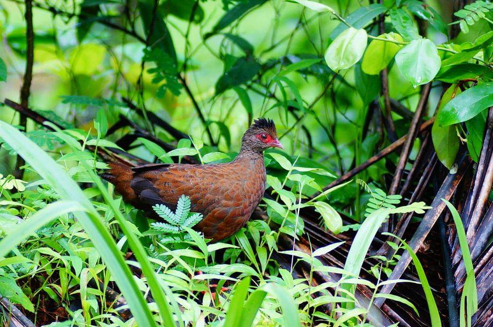 Spurfowl merah (commons.wikimedia.org/Vengolis)