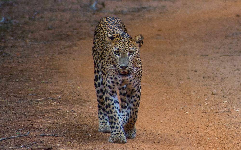 Macan tutul sri lanka (commons.wikimedia.org/Kpriyatharsan)