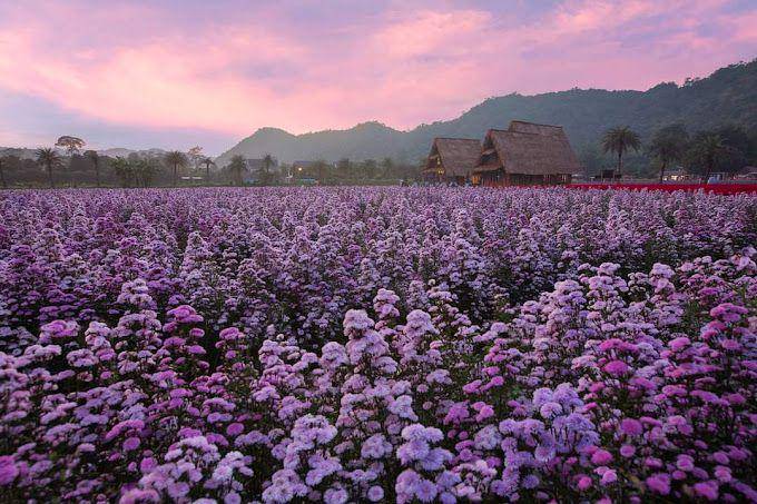 Hokkaido Flower Park Khaoyai, Thailand (google.com/maps/Hokkaido Flower Park Khaoyai)