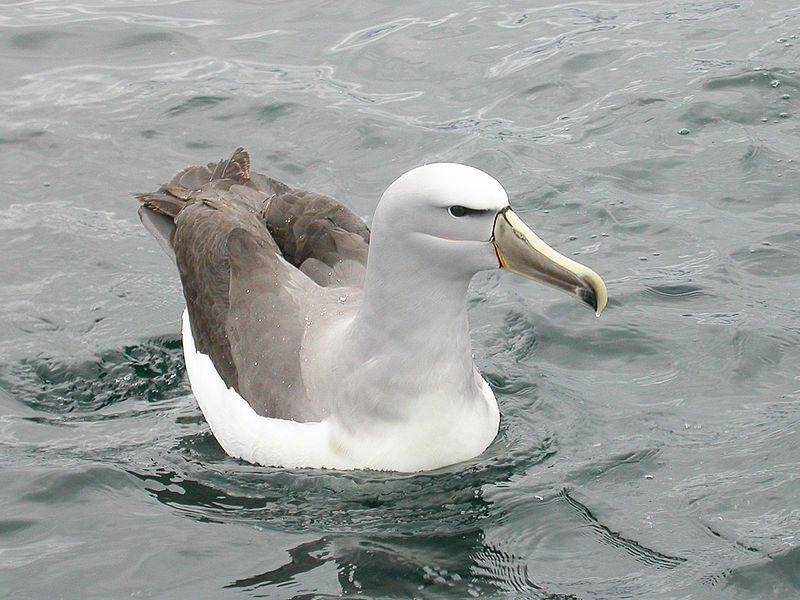 Salvin's albatross (commons.wikimedia.org/Ron Knight)