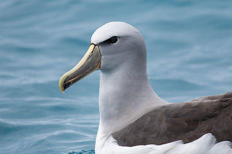 Salvin's albatross (commons.wikimedia.org/Francesco Veronesi)