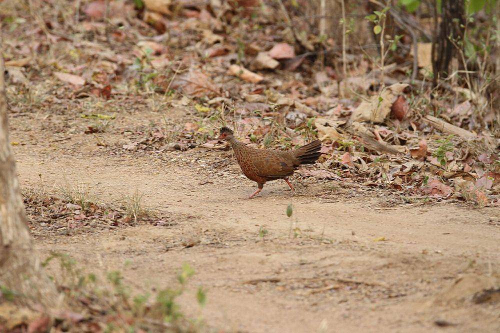 Spurfowl merah (commons.wikimedia.org/David V Raju)