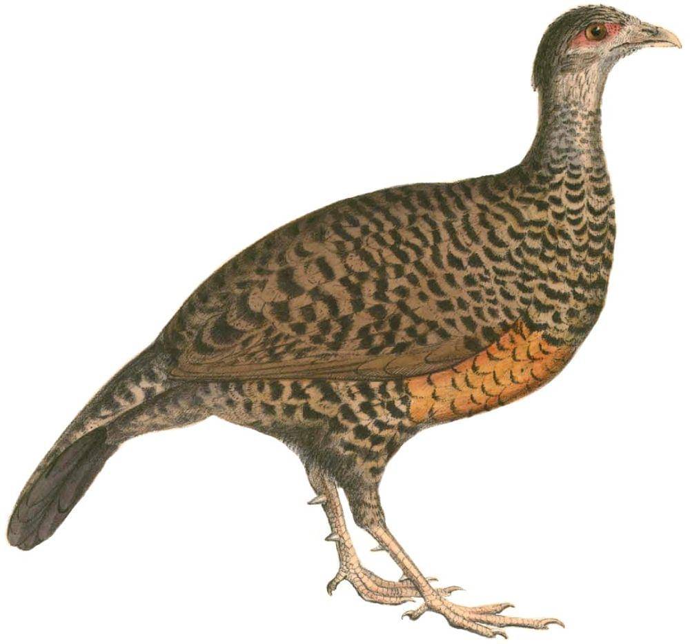Ilustrasi spurfowl merah (commons.wikimedia.org/Thomas Hardwicke)