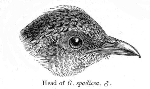 Ilustrasi kepala spurfowl merah (en.m.wikipedia.org/William Thomas Blanford)