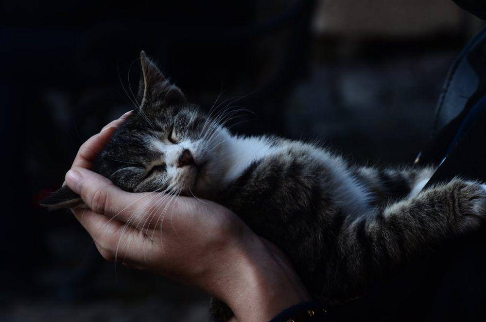 ilustrasi kucing peliharaan (pexels.com/Mert Aslan)