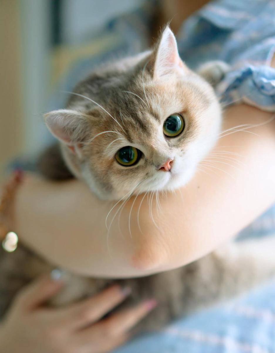 ilustrasi kucing peliharaan (pexels.com/Hải Nguyễn)