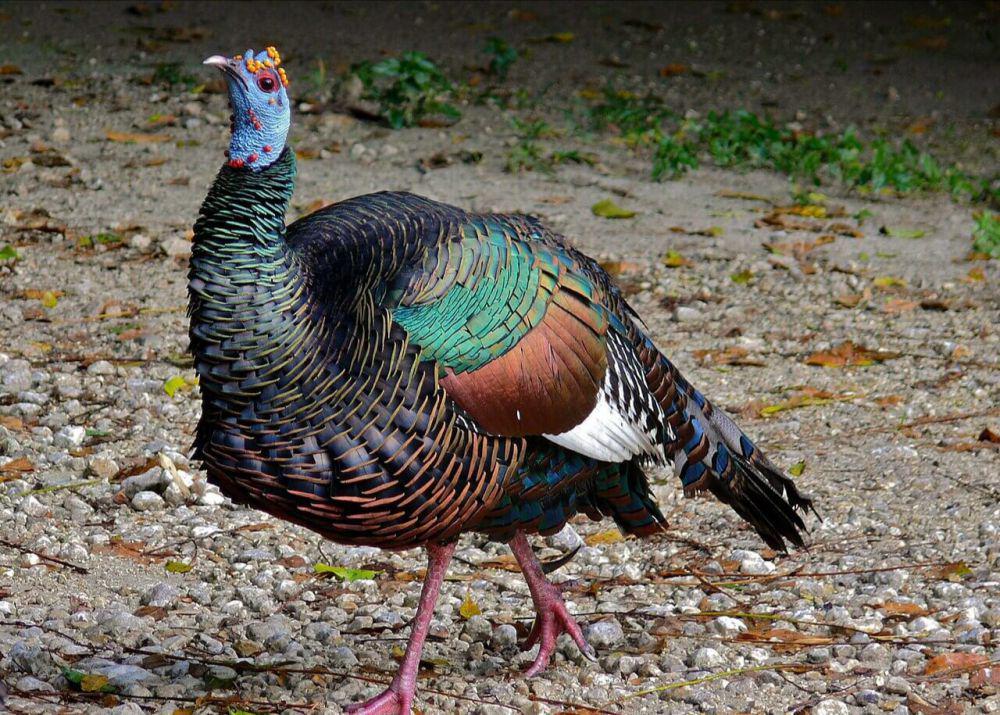 5 Fakta Kalkun Ocellated, Spesies Endemik di Semenanjung Yucatan