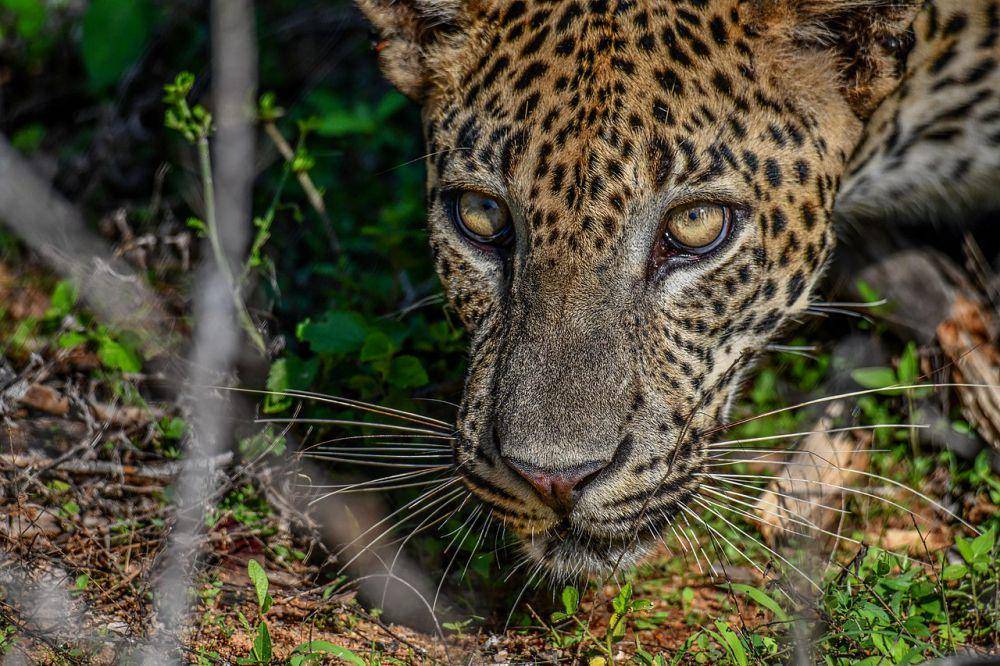 Macan tutul sri lanka (commons.wikimedia.org/Senaka Silva)