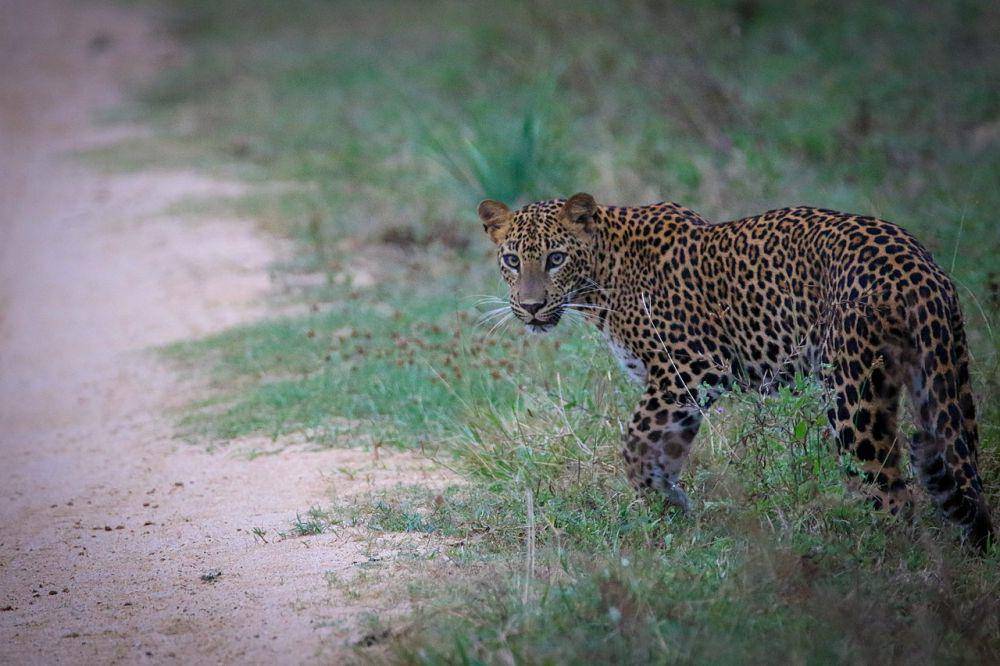 Macan tutul sri lanka (commons.wikimedia.org/Vasuki Jayaweera)