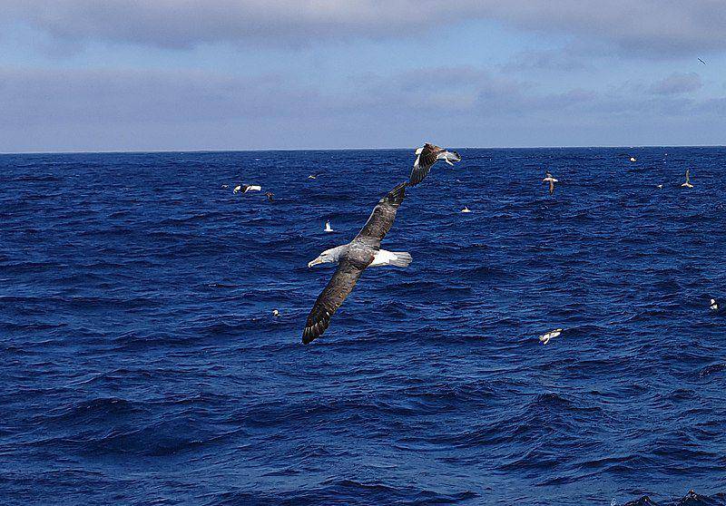 Salvin's albatross (commons.wikimedia.org/S. Rae)