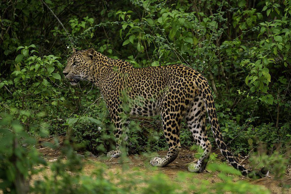 5 Fakta Unik Macan Tutul Sri Lanka, Jadi Predator Puncak di Habitatnya