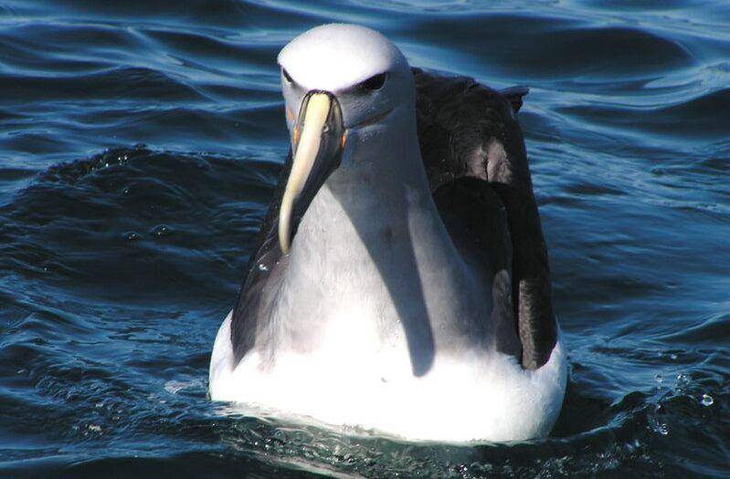 Salvin's albatross (commons.wikimedia.org/Arthur Chapman)