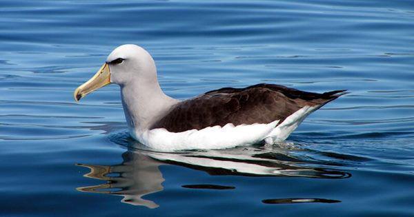 5 Fakta Salvin's Albatross, Mampu Terbang Ribuan Kilometer!