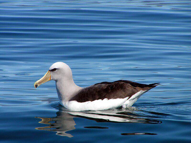 Salvin's albatross (commons.wikimedia.org/Arthur Chapman)
