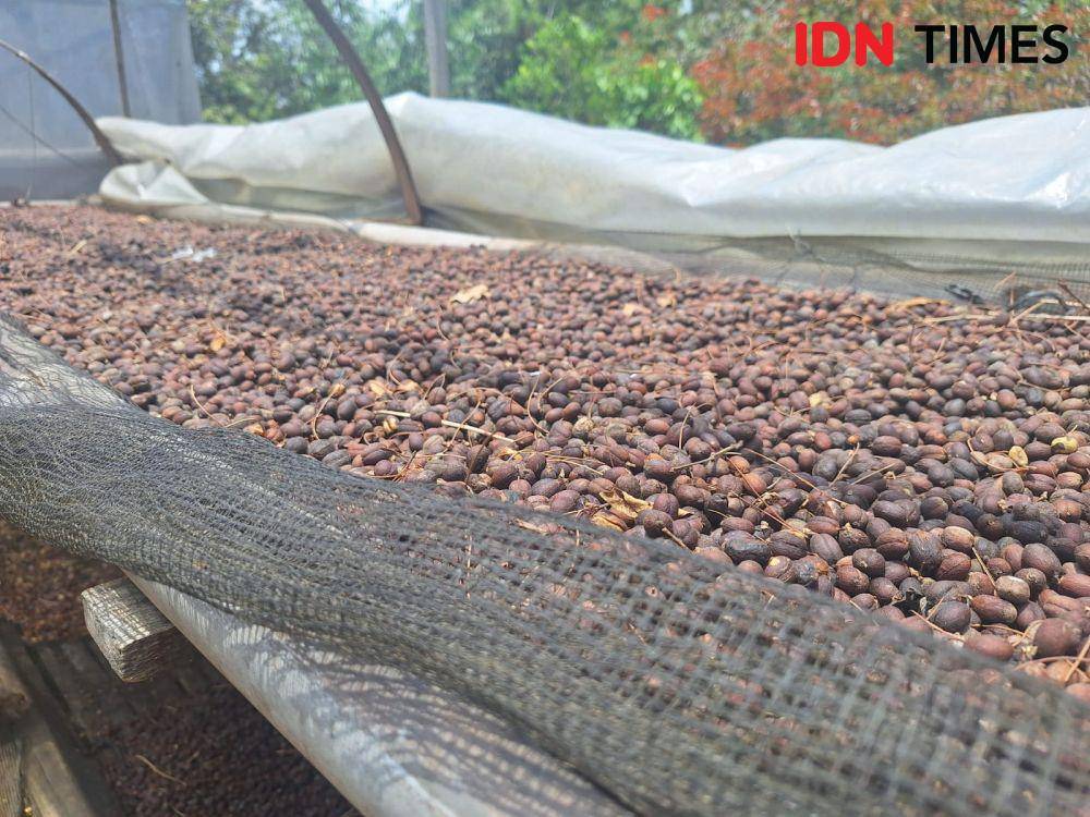 Kopi Arabika Java Preanger produksi kelompok Tani Linggarsari di Manglayang Timur (IDN Times / Satria Permana)