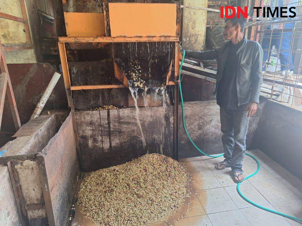 Kopi Arabika Java Preanger produksi kelompok Tani Linggarsari di Manglayang Timur (IDN Times / Satria Permana)