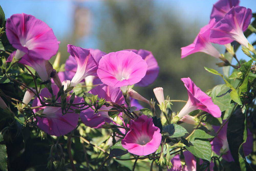 ilustrasi bunga morning glory (wikimedia.org/Brayden A)