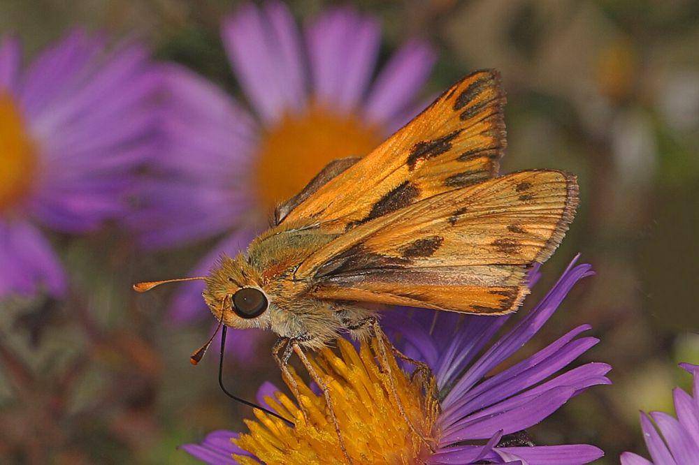 Fiery skipper (commons.wikimedia.org/Judy Gallagher)