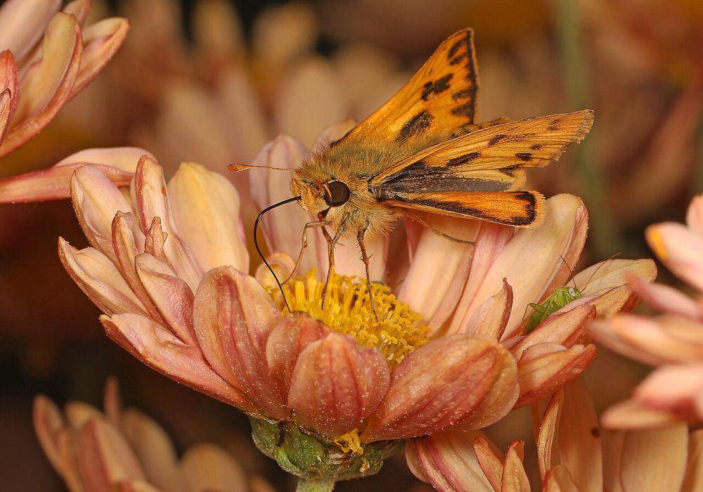 Fiery skipper (commons.wikimedia.org/Judy Gallagher)