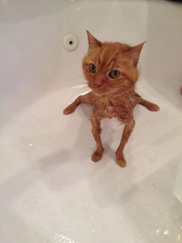 aksi random kucing oren di kamar mandi (reddit.com/Intrepidcherokee)