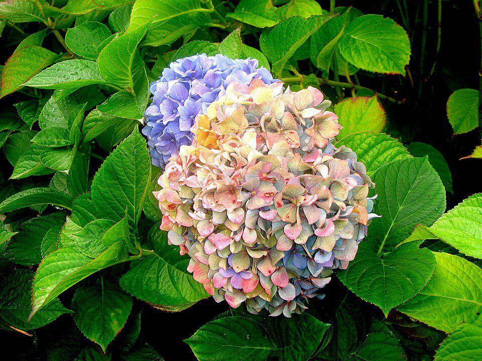 ilustrasi bunga hydrangea (wikimedia.org/Ronincmc)