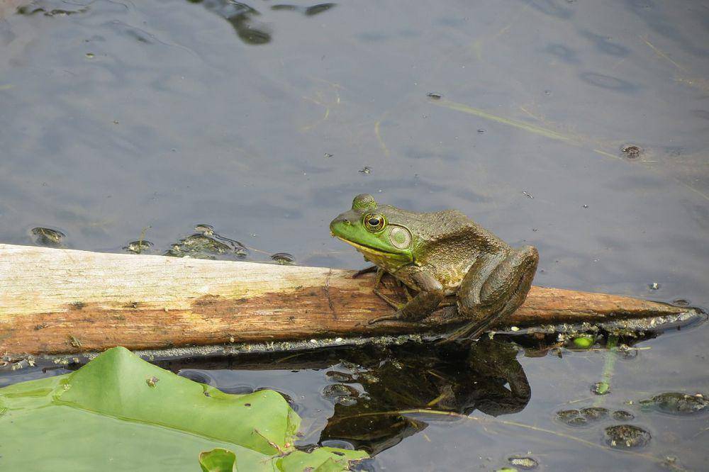 Bullfrog amerika (commons.wikimedia.org/vastateparksstaff)
