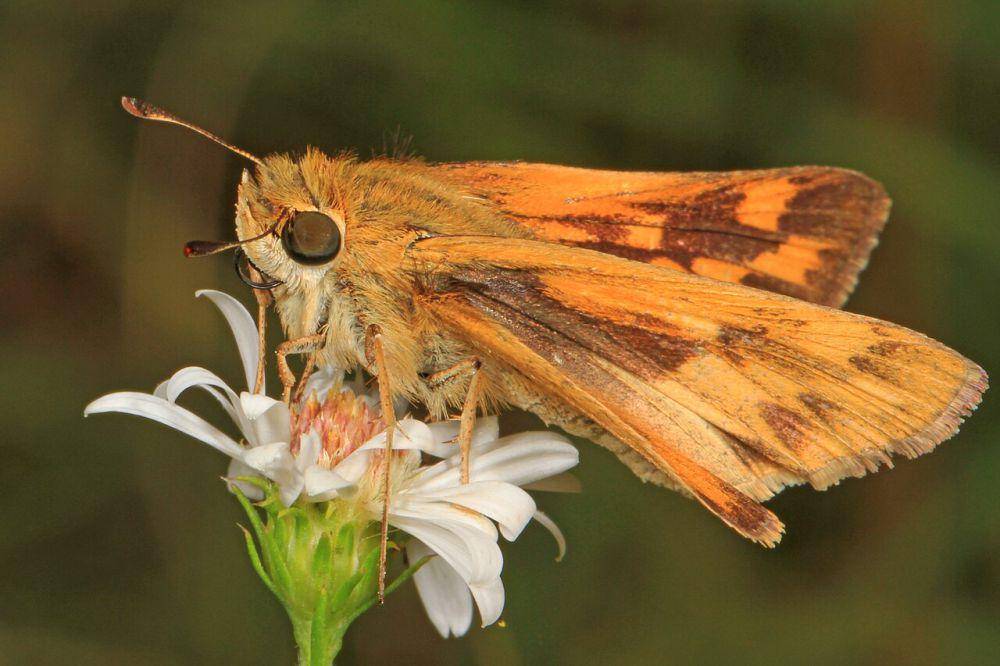 Fiery skipper (commons.wikimedia.org/Judy Gallagher)