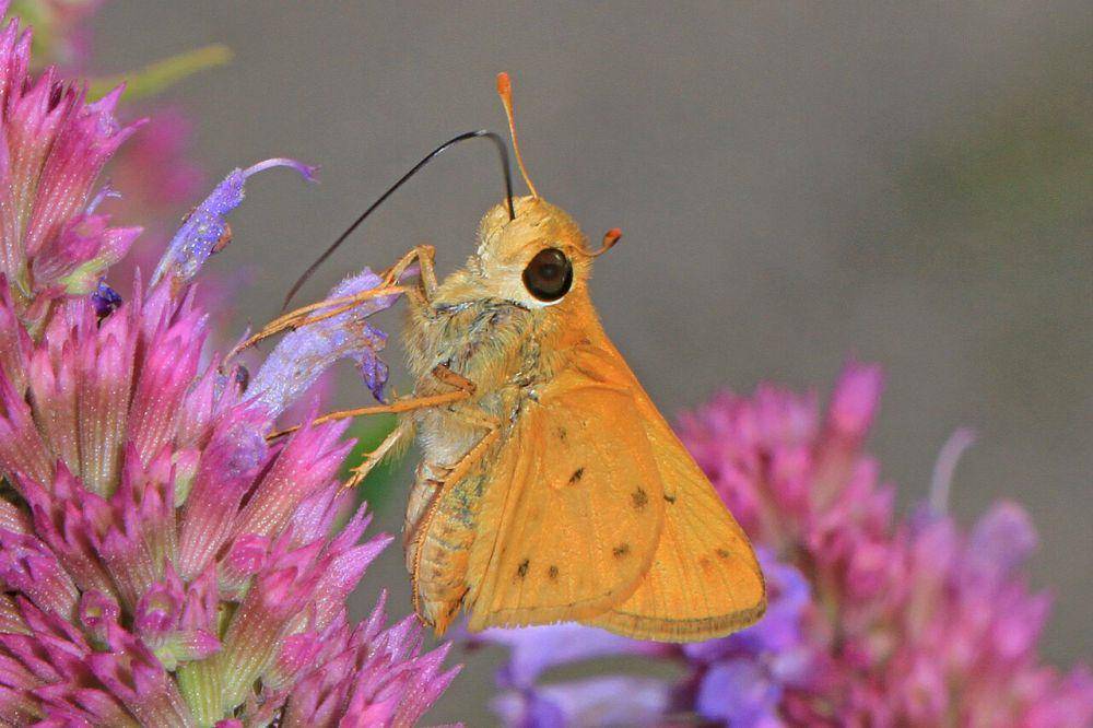 Fiery skipper (commons.wikimedia.org/Judy Gallagher)