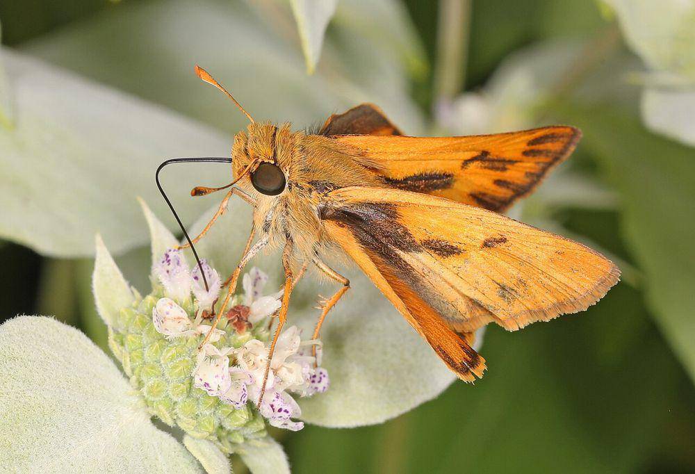 Fiery skipper (commons.wikimedia.org/Judy Gallagher)