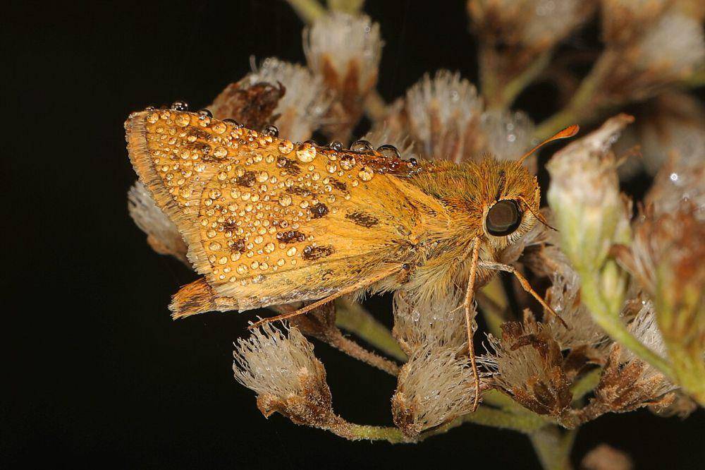 Fiery skipper (commons.wikimedia.org/Judy Gallagher)