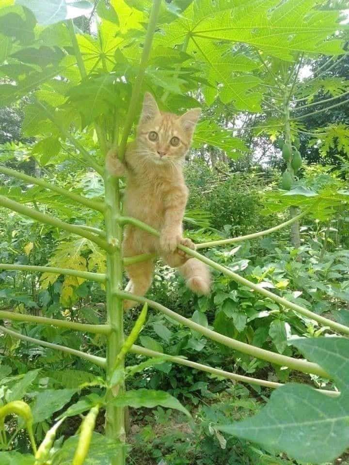 foto lucu naik daun (x.com/bhrdd1n)