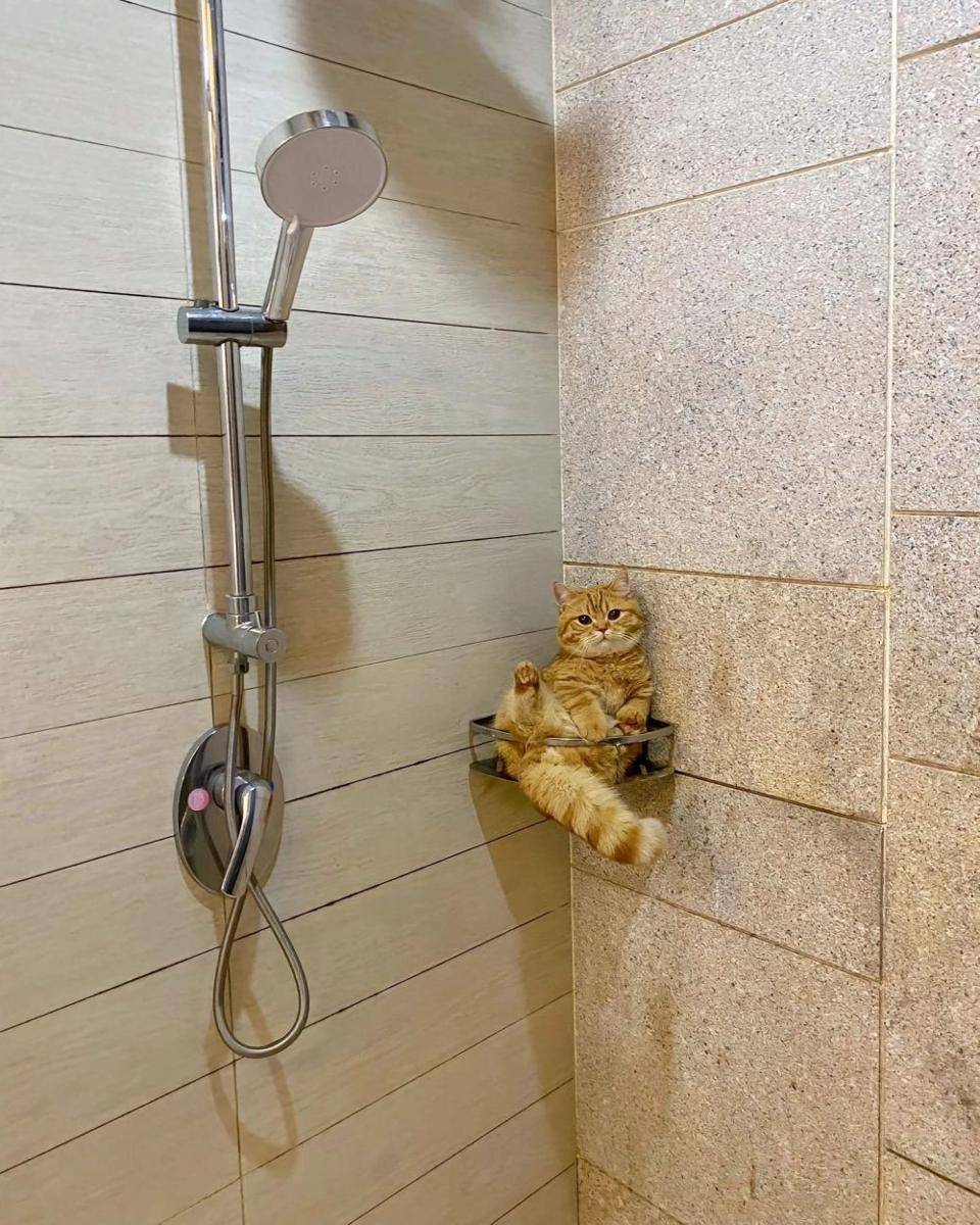 aksi random kucing oren di kamar mandi (x.com/PunchingCat)