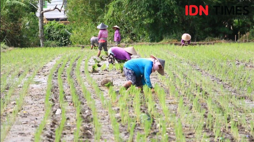 Johan Rosihan Respons Pidato Prabowo Soal Swasembada Pangan