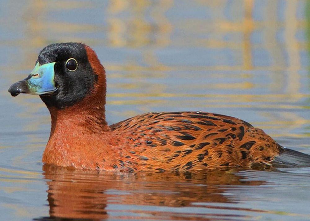 5 Fakta Masked Duck, Bebek Kecil dengan Pola Wajah Menyerupai Topeng