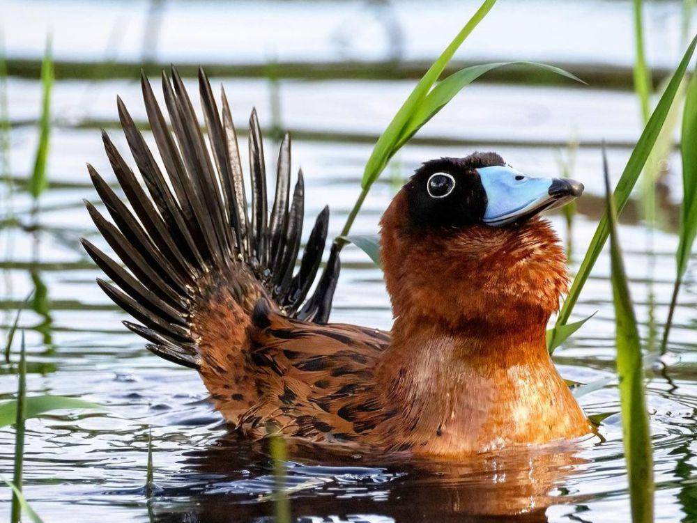 masked duck (instagram.com/javiergautier)