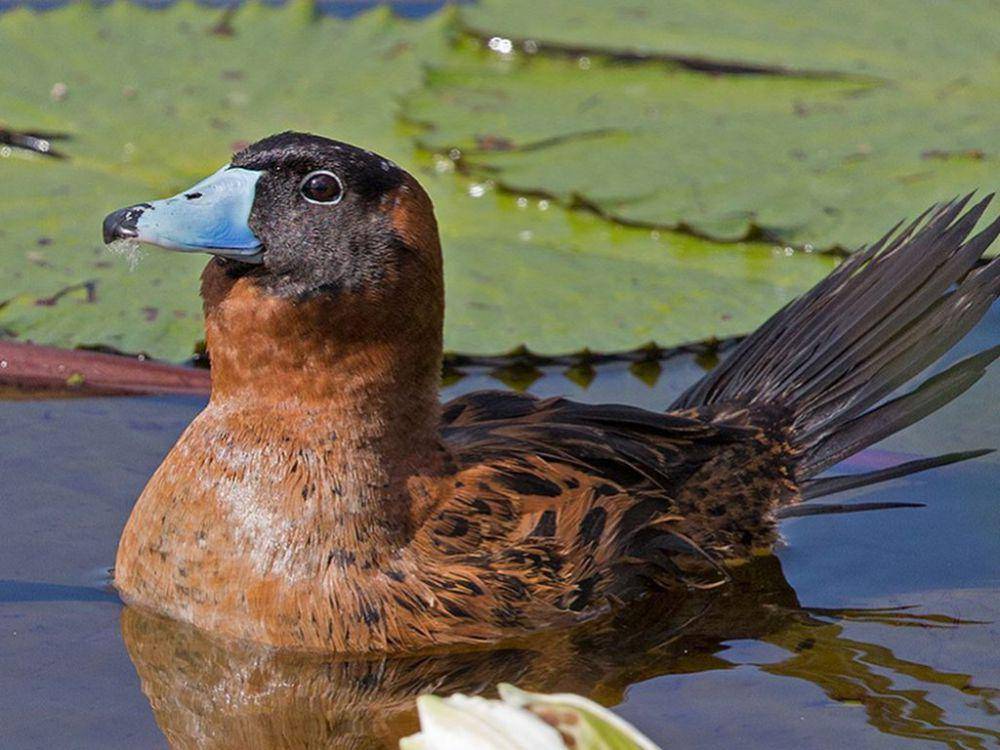 masked duck (instagram.com/walkersreservebarbados)